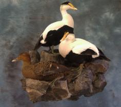 Eider mount. Eider mount.