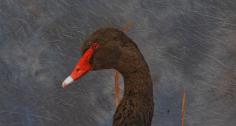 Black Swan 0 Black Swan 0