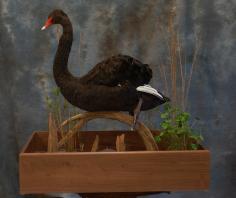 Black Swan with Habitat 0 Black Swan with Habitat 0