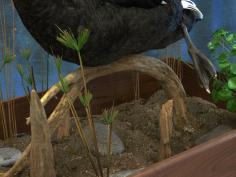 Black Swan Habitat 0 Black Swan Habitat 0