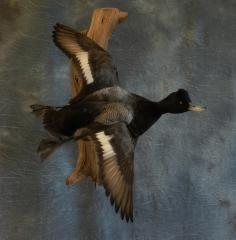 Lesser Scaup  Drake. 0 Lesser Scaup  Drake. 0