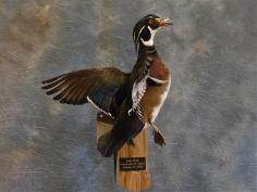 Woodie Drake. 0 Woodie Drake. 0