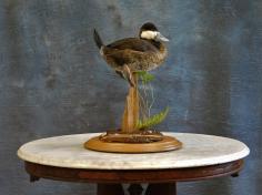 Ruddy Drake Pedestal. 0 Ruddy Drake Pedestal. 0