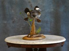 Ruddy Drake Pedestal. Rear View. 0 Ruddy Drake Pedestal. Rear View. 0