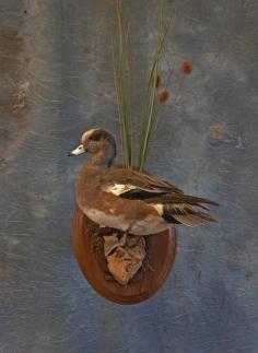 Widgeon on a Wall Base. 0 Widgeon on a Wall Base. 0