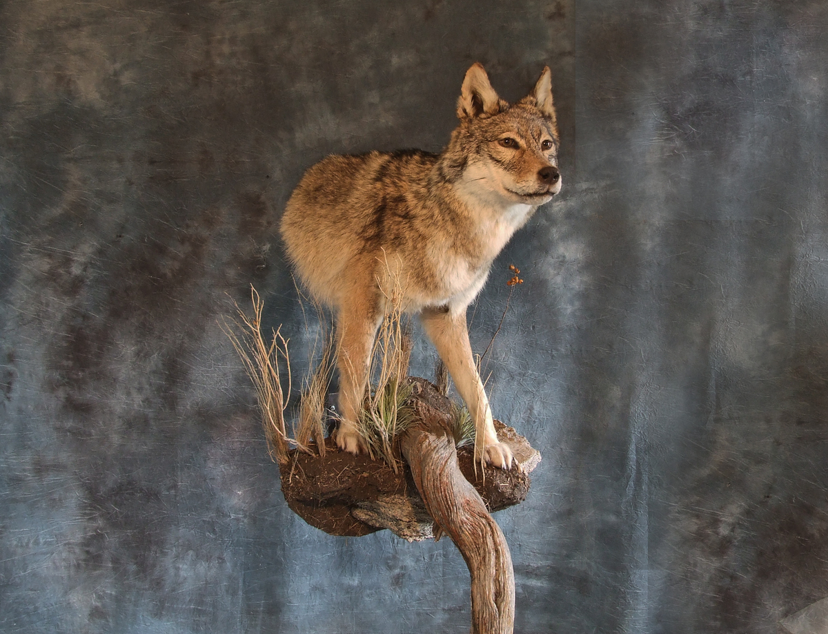 Weird City Taxidermy — Coyote soft mount with wired legs for a
