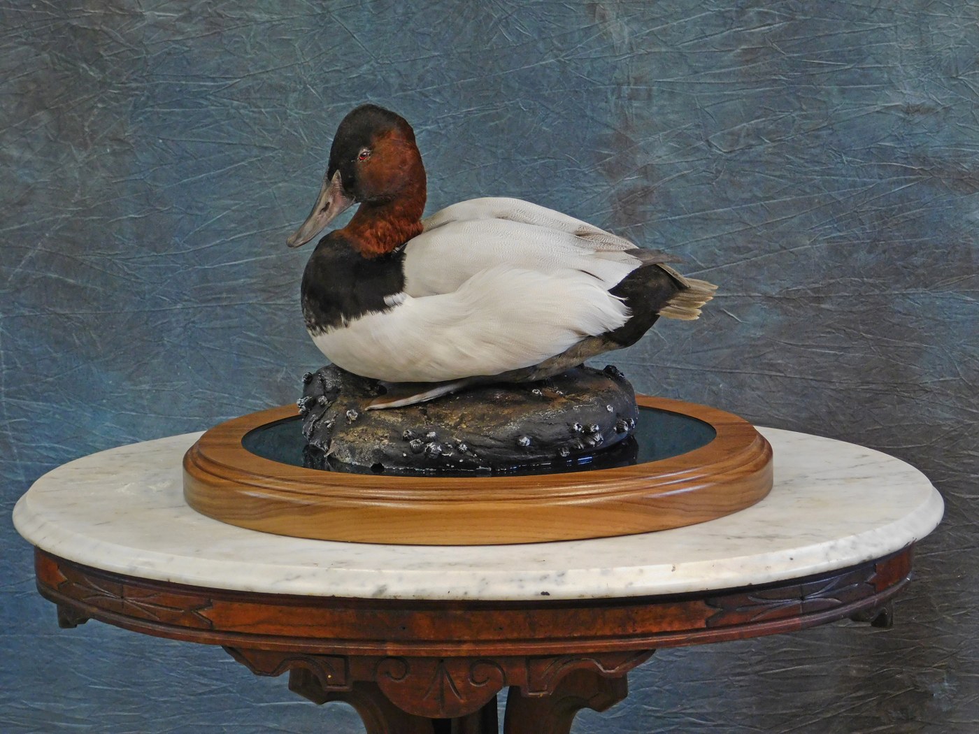 canvasback duck mounts